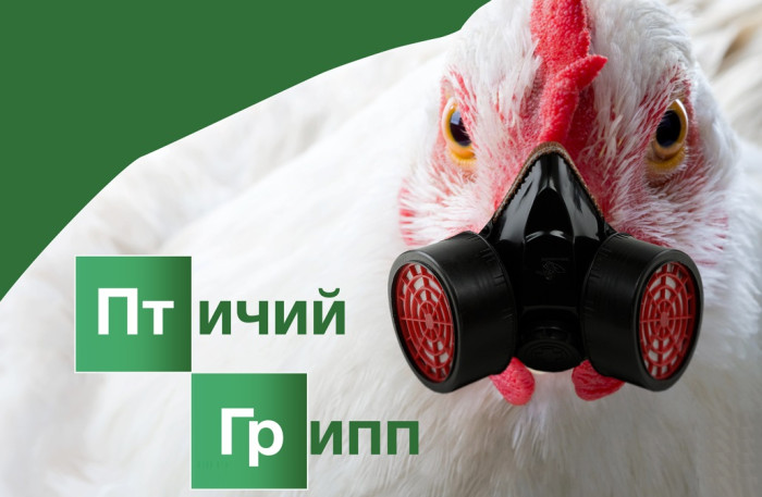 Птичий грипп – что это и как от него защититься.